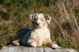 BERGER AUSTRALIEN PUPPIES 664
